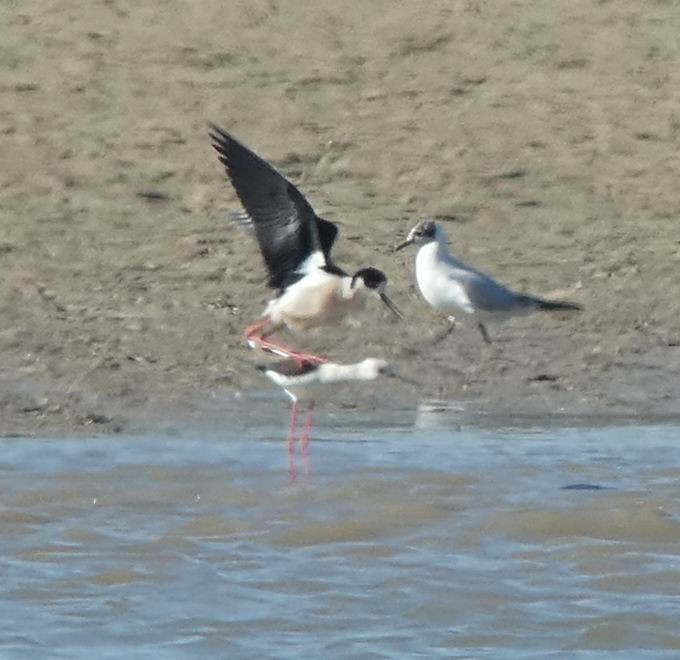 Black-winged Stilt - ML347443611