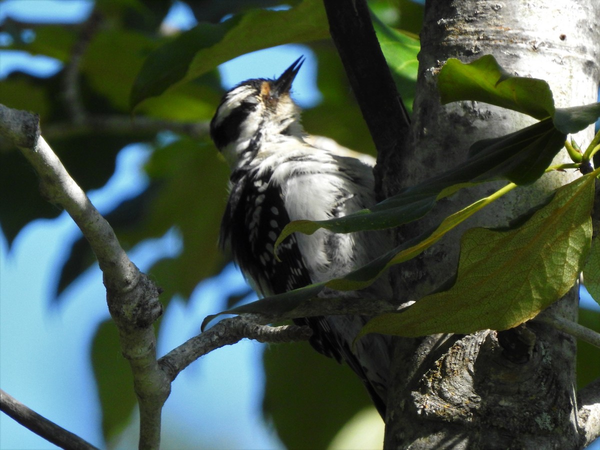 Downy Woodpecker - ML347444541