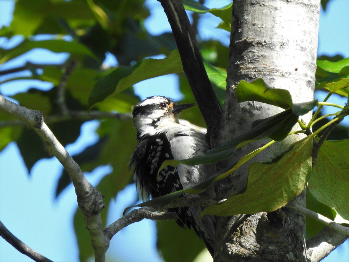 Downy Woodpecker - ML347444551