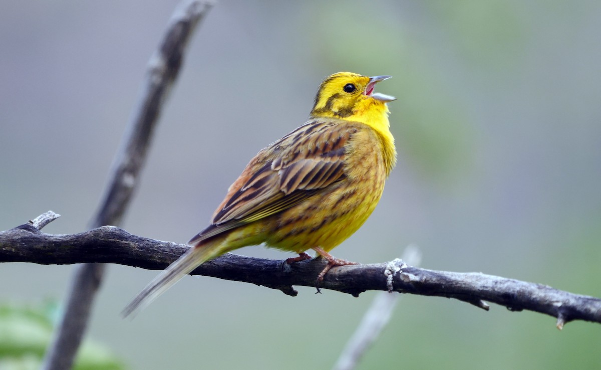 Yellowhammer - Josep del Hoyo