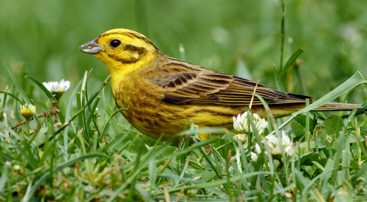 Yellowhammer - Josep del Hoyo