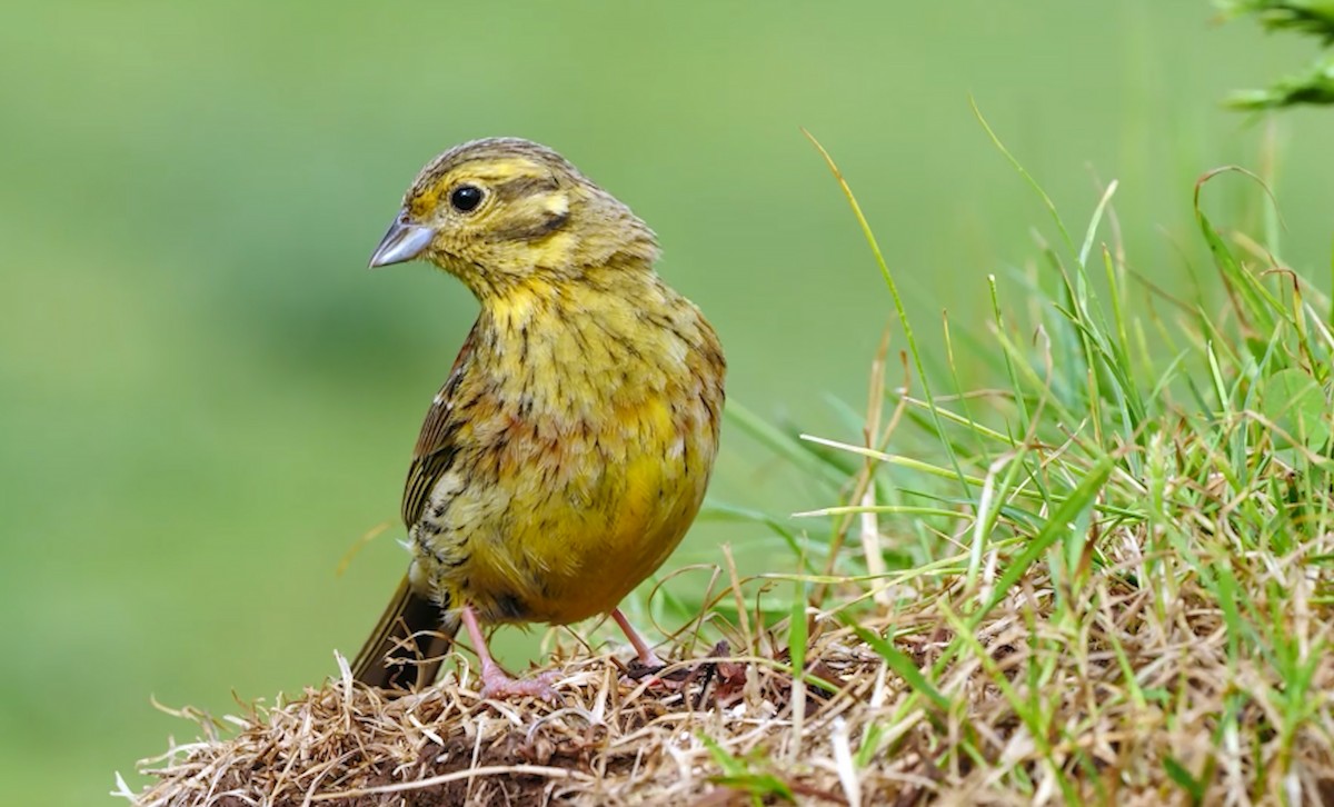 Yellowhammer - Josep del Hoyo