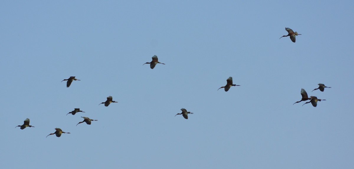 ibis americký - ML34744501