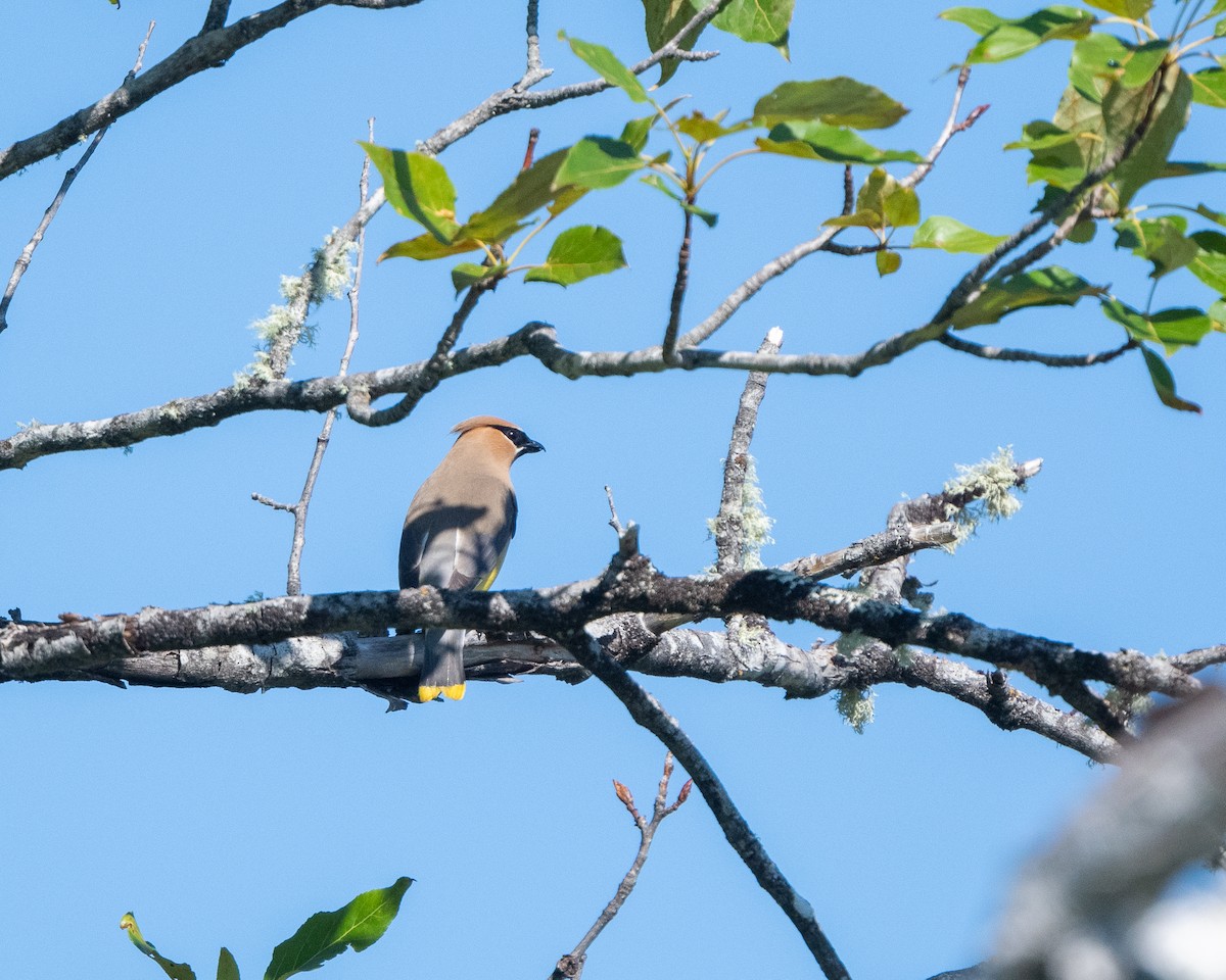 Cedar Waxwing - ML347445351