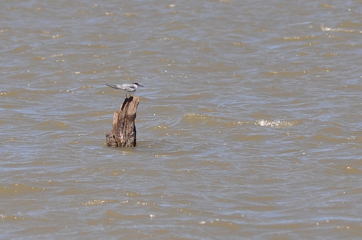 Common Tern - ML34744651