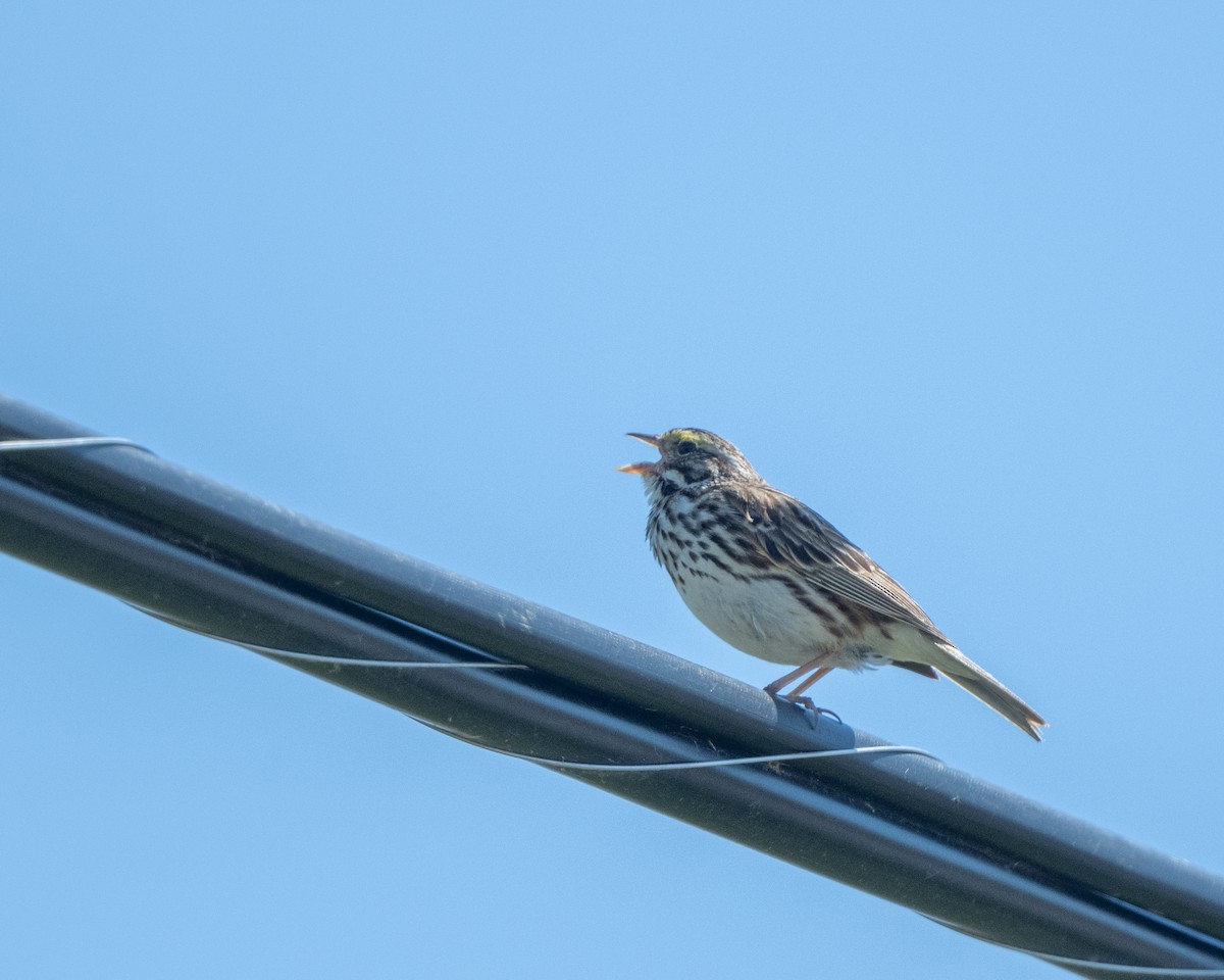 Savannah Sparrow - ML347449081