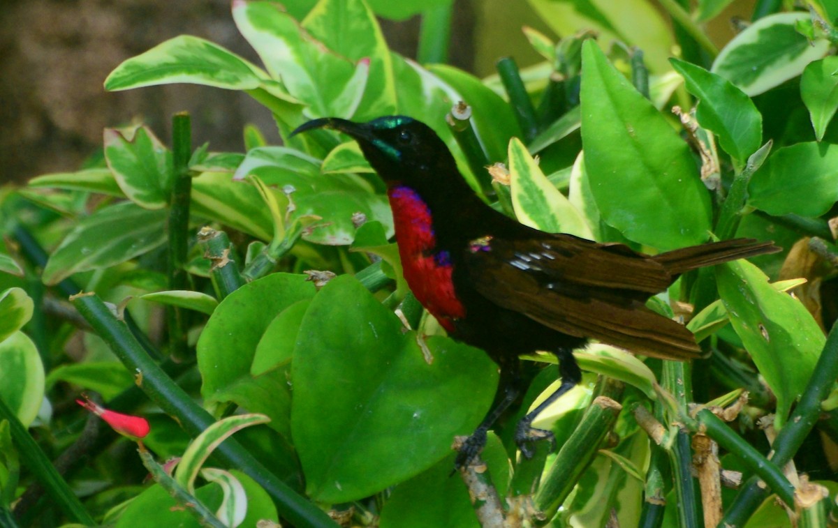 Hunter's Sunbird - ML347449231