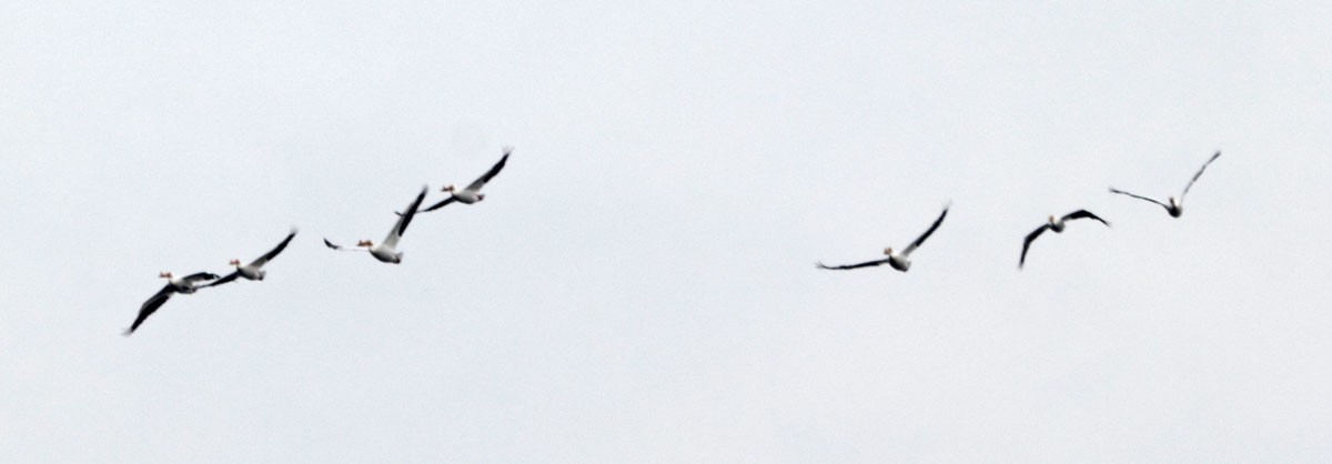 American White Pelican - ML34745061