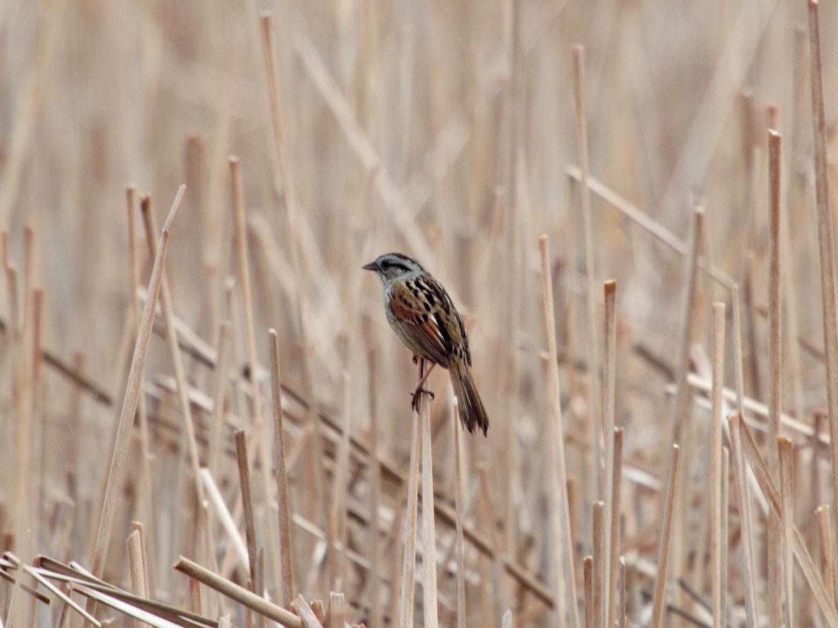 Swamp Sparrow - ML34745221