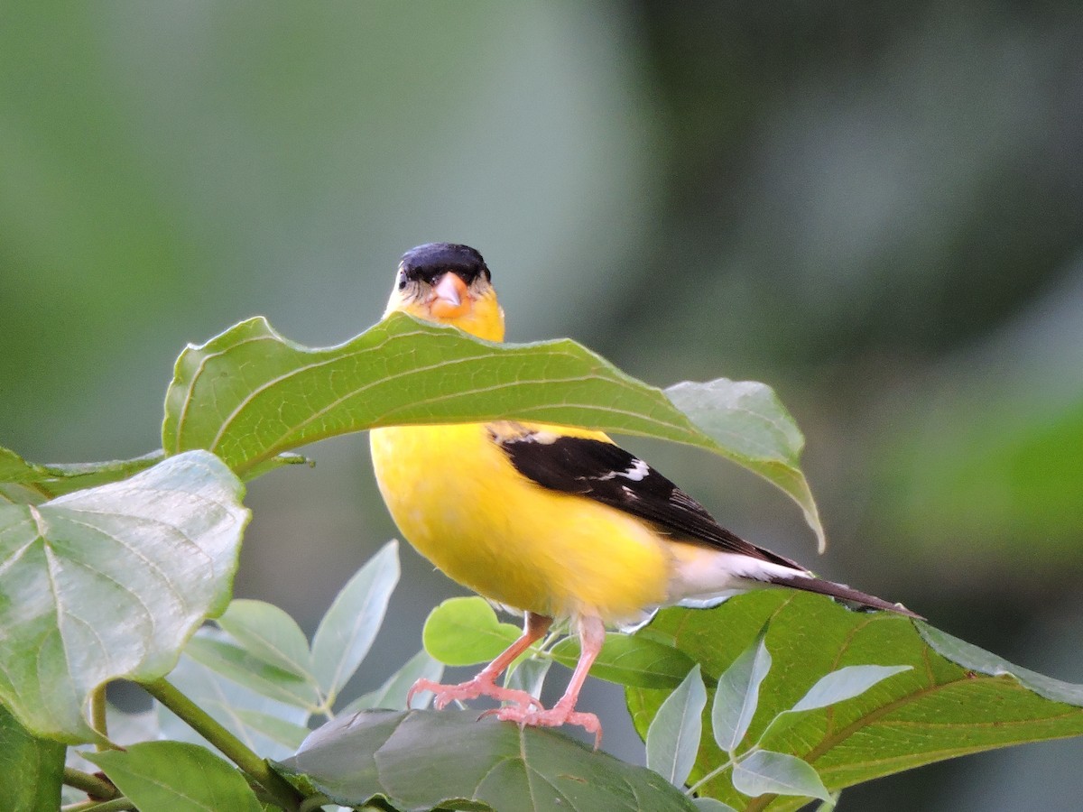 American Goldfinch - ML34745331