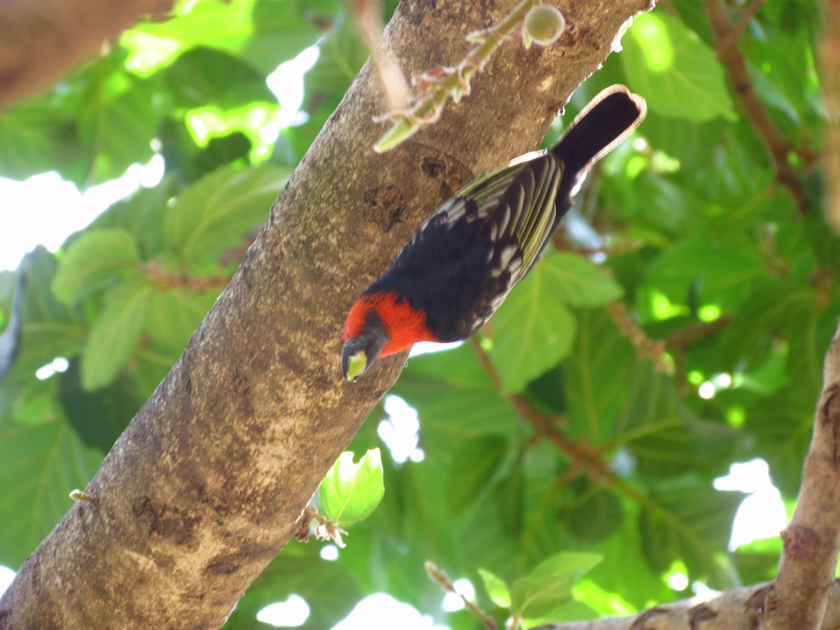 Black-billed Barbet - ML34745481