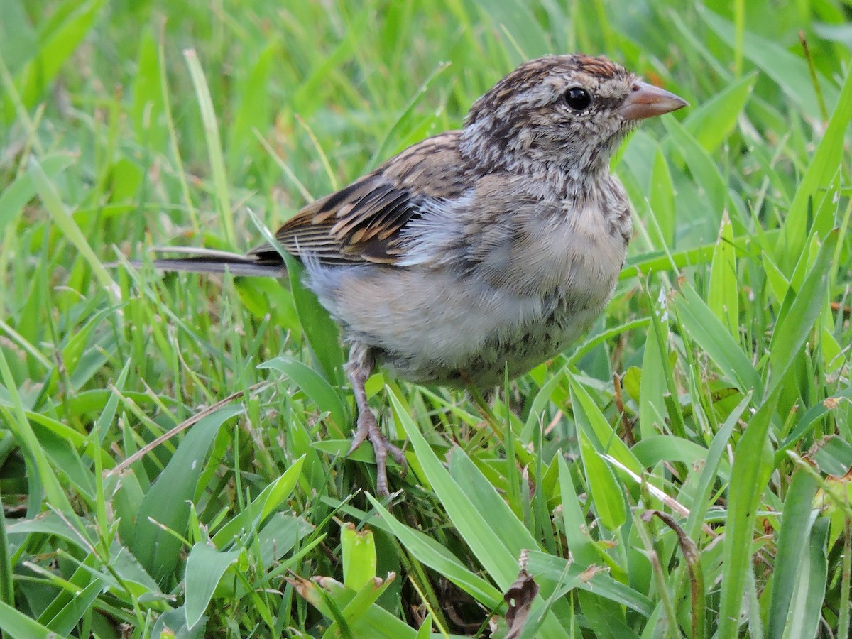 Chipping Sparrow - ML34745491