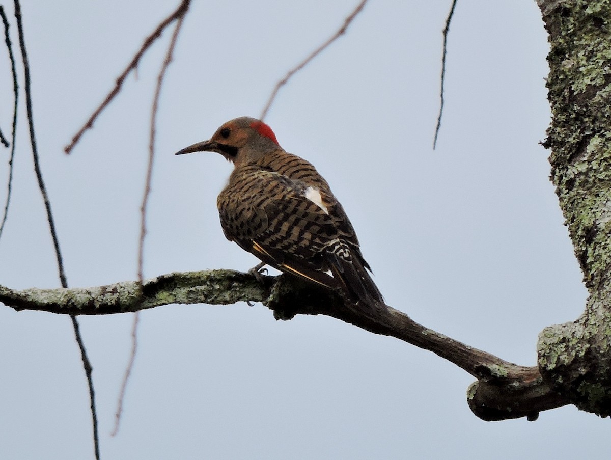 Northern Flicker - S. K.  Jones