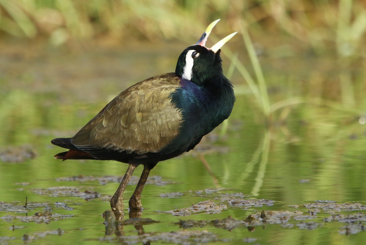 Bronze-winged Jacana - ML347460621