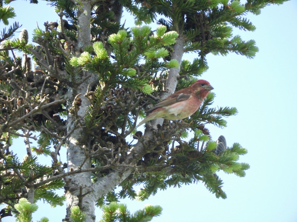 Purple Finch - ML347460971