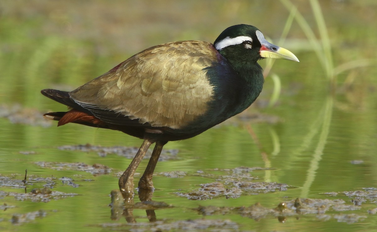 Bronze-winged Jacana - ML347461391