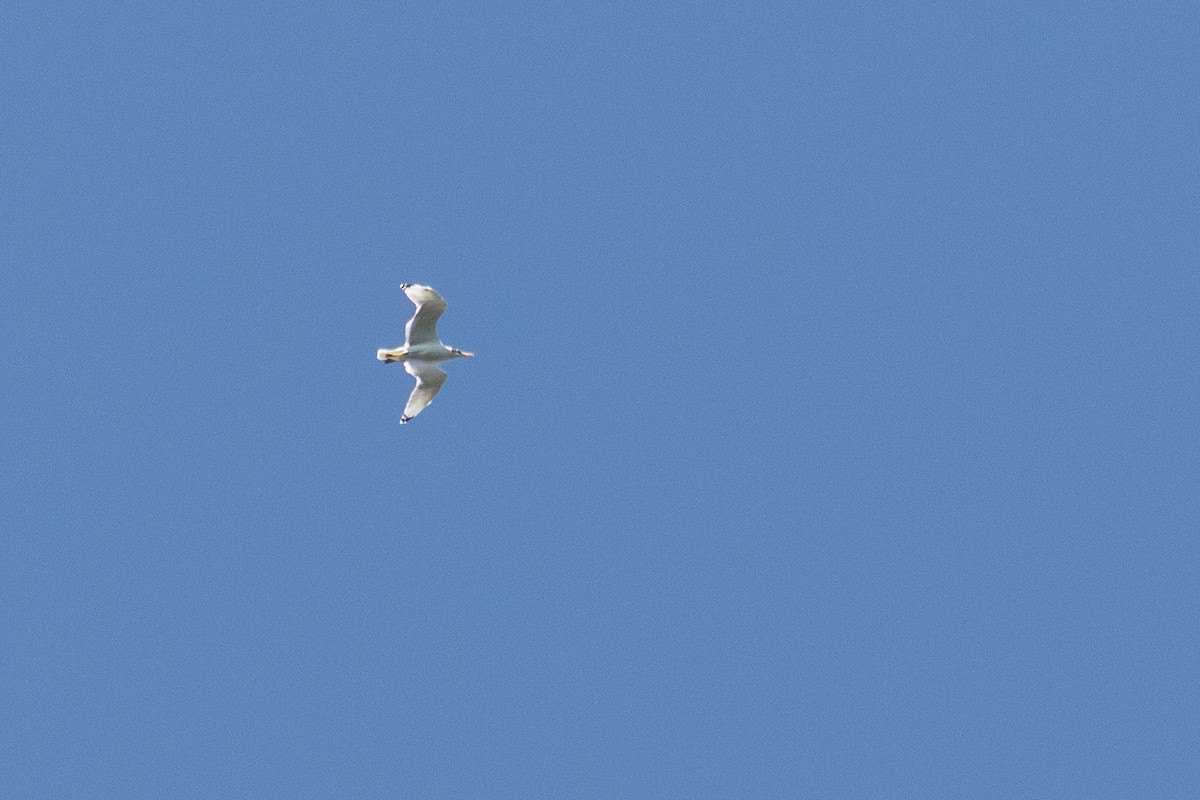 Pallas's Gull - ML347462861