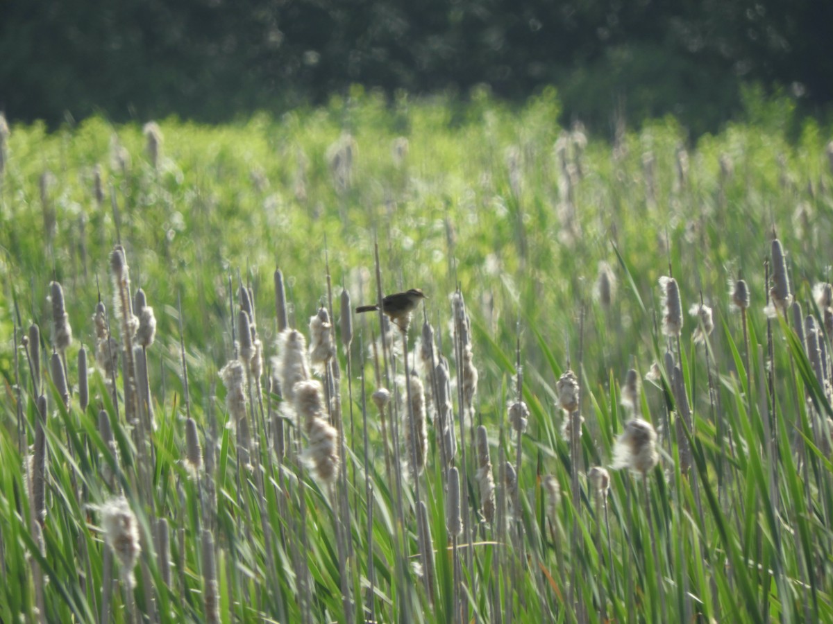 Marsh Wren - ML347464561