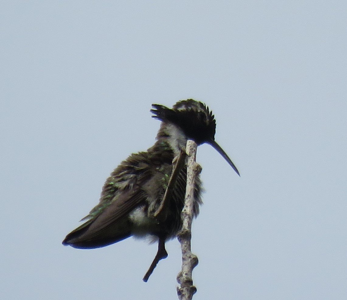 Costa's Hummingbird - ML347465031