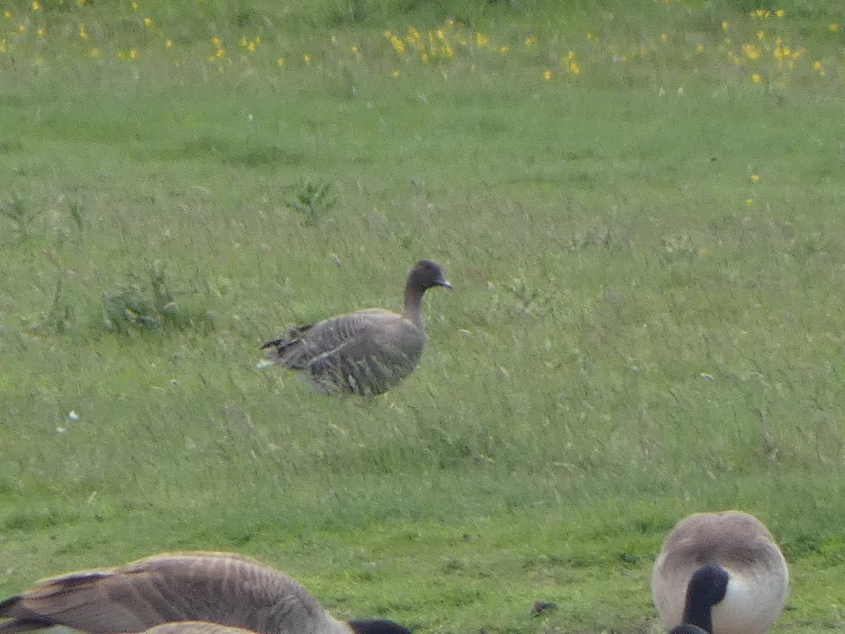 Pink-footed Goose - ML347467381