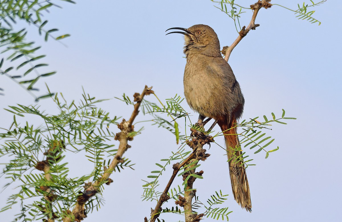 Crissal Thrasher - ML347468921