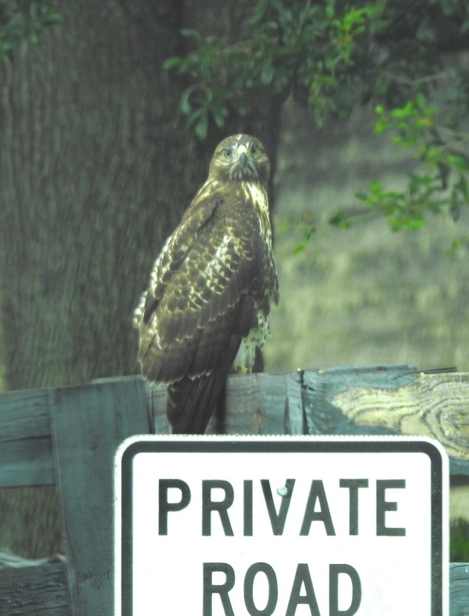 Red-tailed Hawk - ML347469041