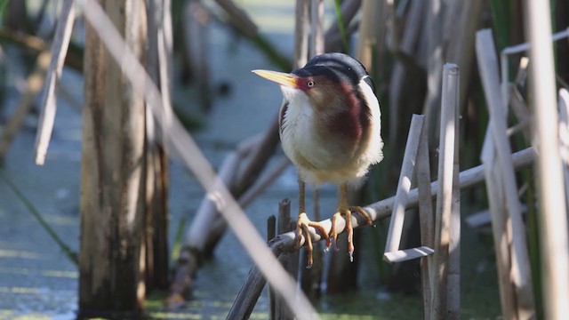 Least Bittern - ML347469801