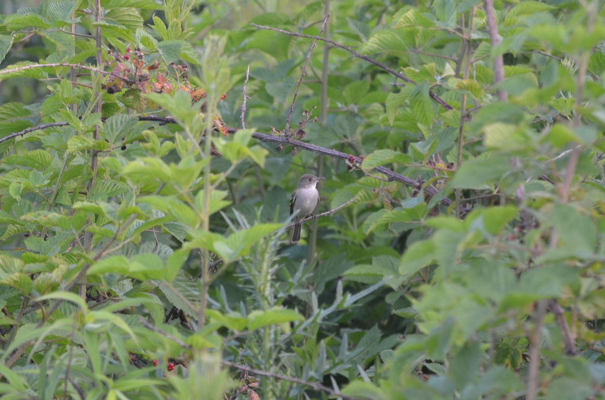 Willow Flycatcher - ML34747191