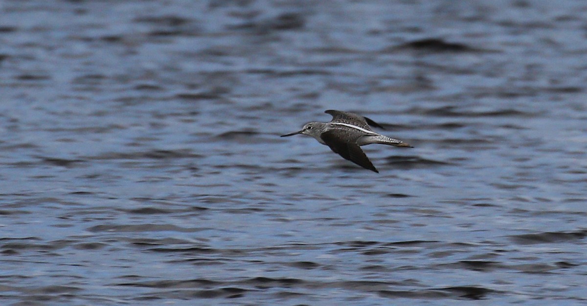 Common Greenshank - ML34747211