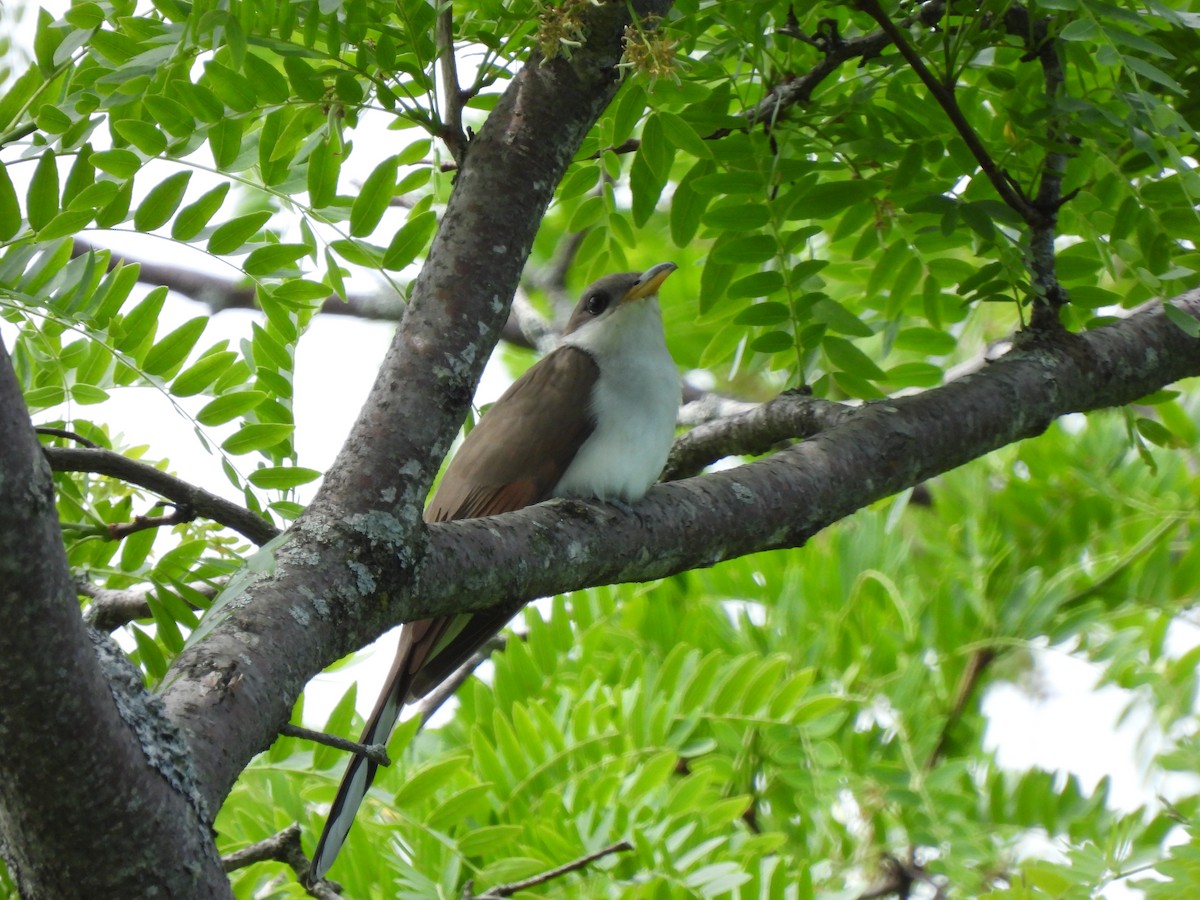 Yellow-billed Cuckoo - ML347472421