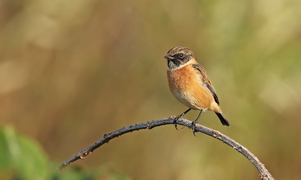 European Stonechat - Ryan Schain