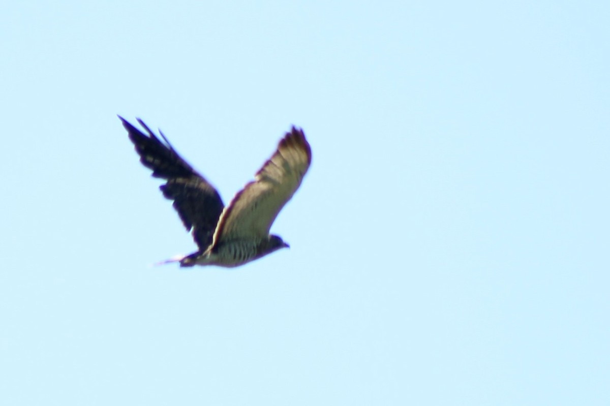 Broad-winged Hawk - ML347473271