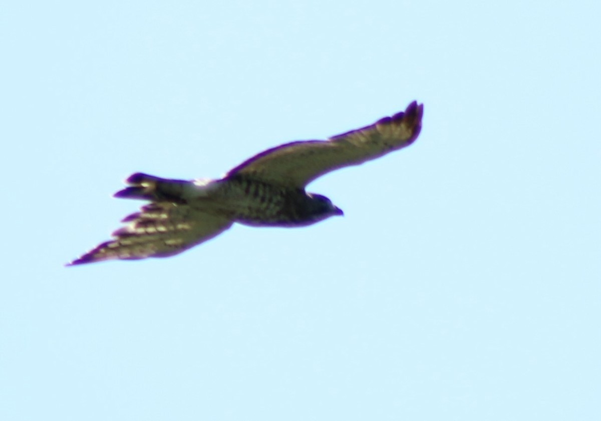 Broad-winged Hawk - ML347473391