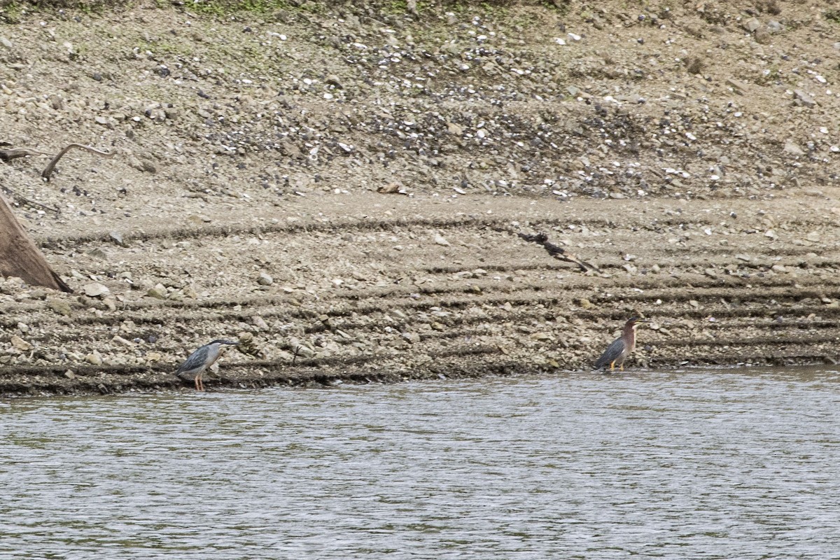 Striated Heron - ML347473681