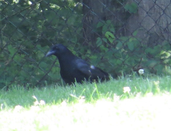 American Crow - ML347475341