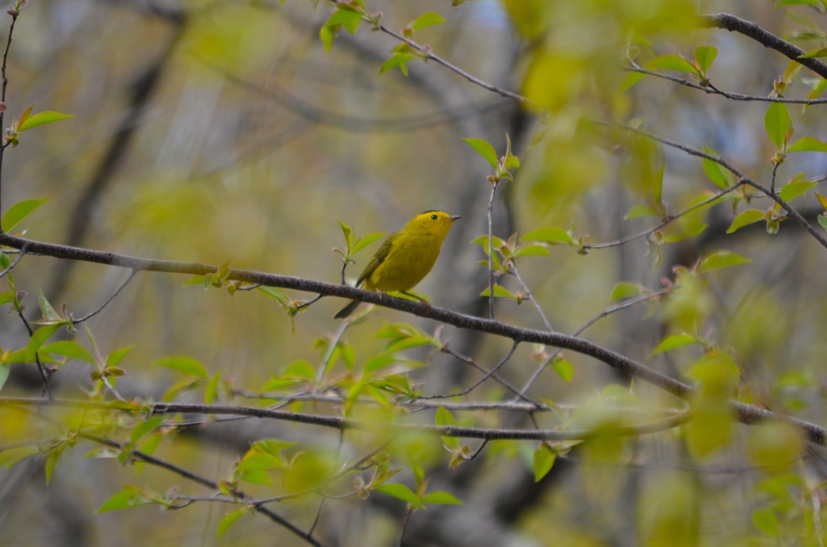 Wilson's Warbler - ML34747601