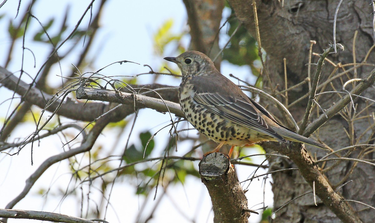 Mistle Thrush - ML34747741