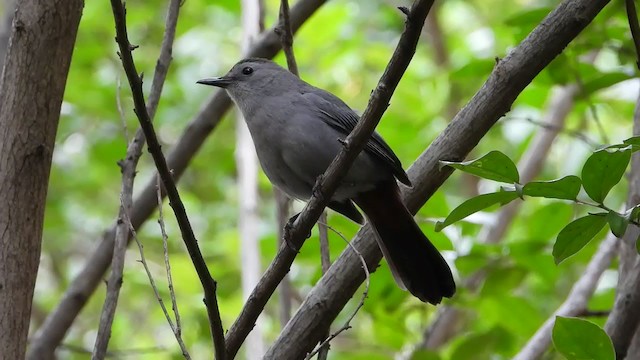 Кошачий пересмешник - ML347478821