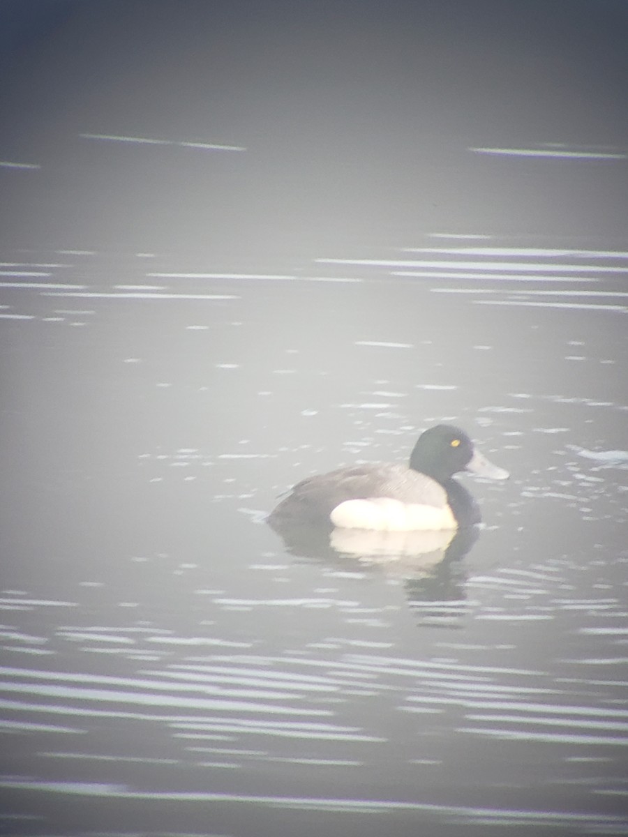Greater Scaup - ML347480001
