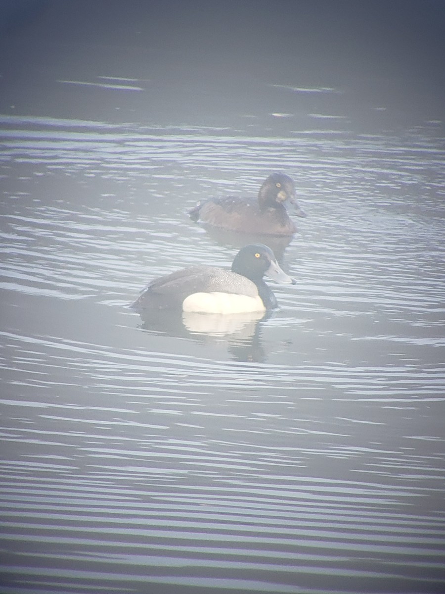 Greater Scaup - ML347480041