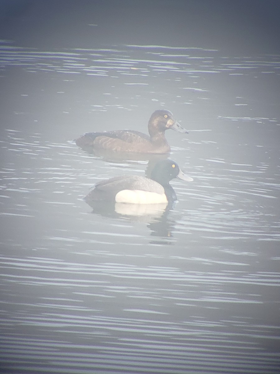 Greater Scaup - ML347480051