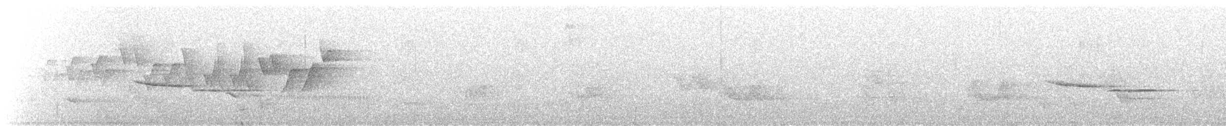 Paruline à capuchon - ML347481501