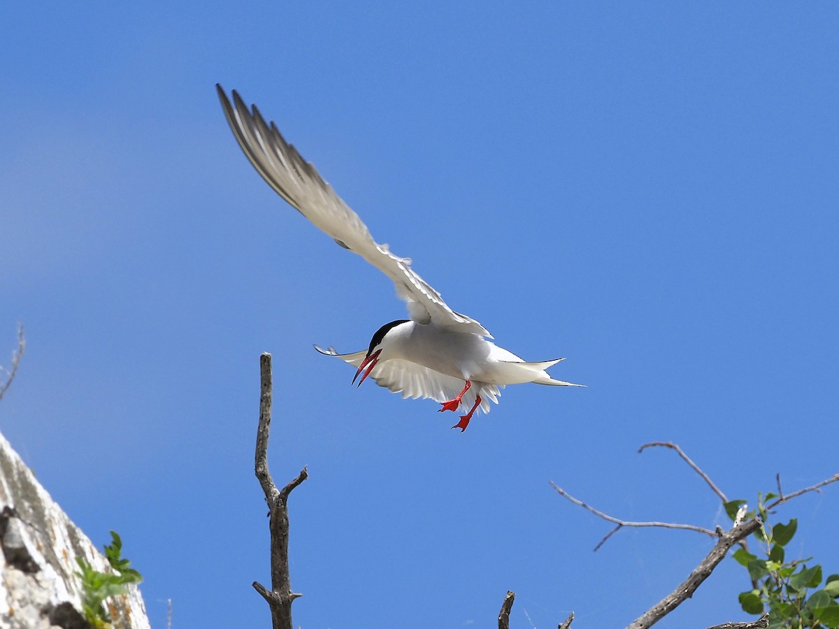 Common Tern - Denis Allard
