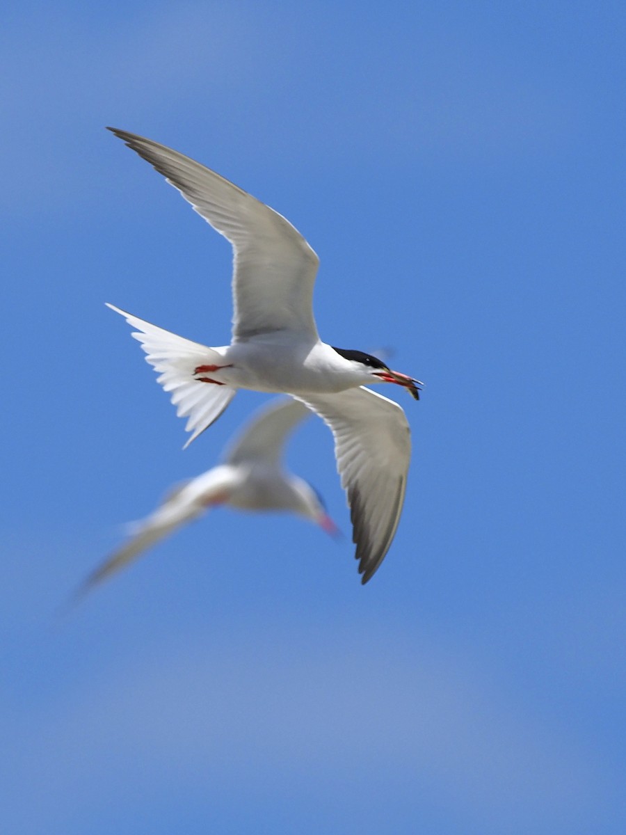 Common Tern - Denis Allard