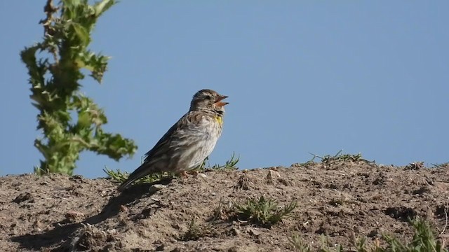 Rock Sparrow - ML347485541