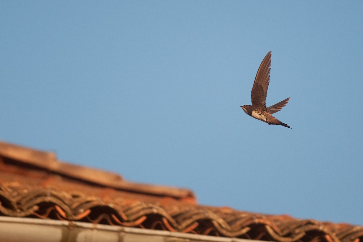 Alpine Swift - Etienne Artigau🦩