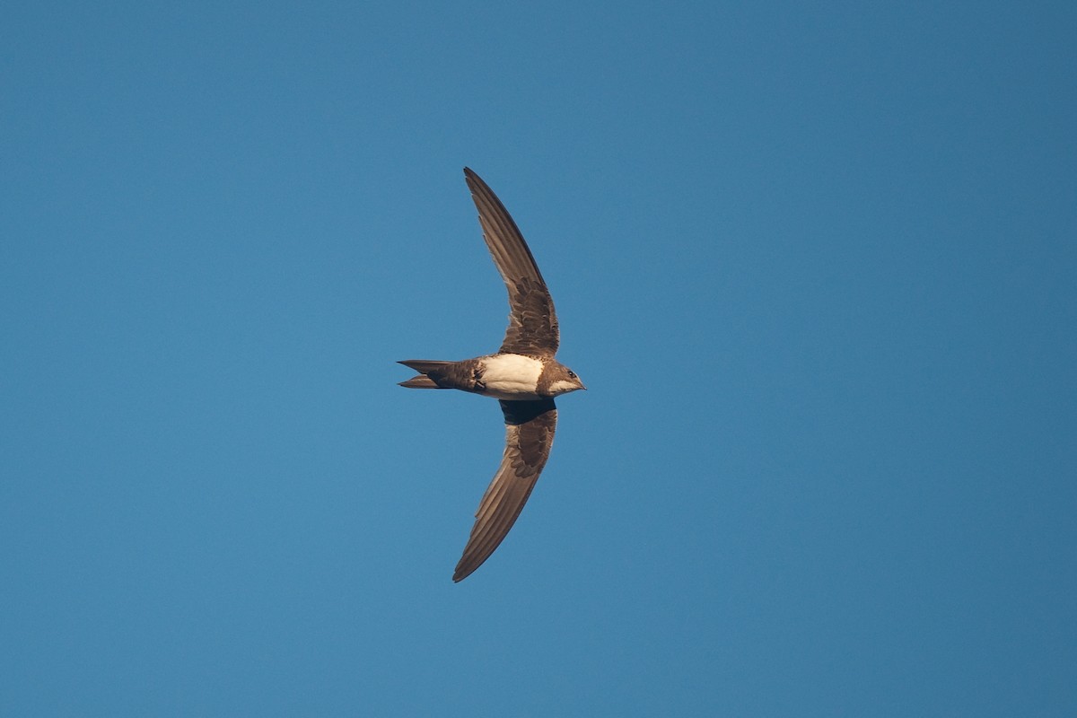 Alpine Swift - Etienne Artigau🦩