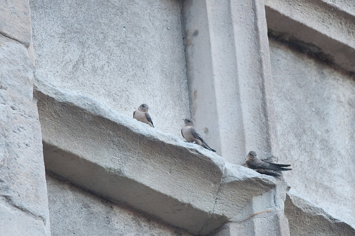 Eurasian Crag-Martin - Etienne Artigau🦩