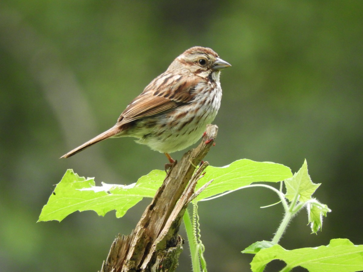 Song Sparrow - Kari McPartland