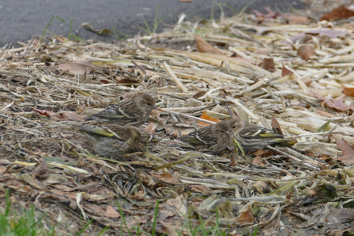 Pine Siskin - ML347486811